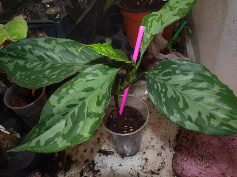 Диффенбахия Пиктум