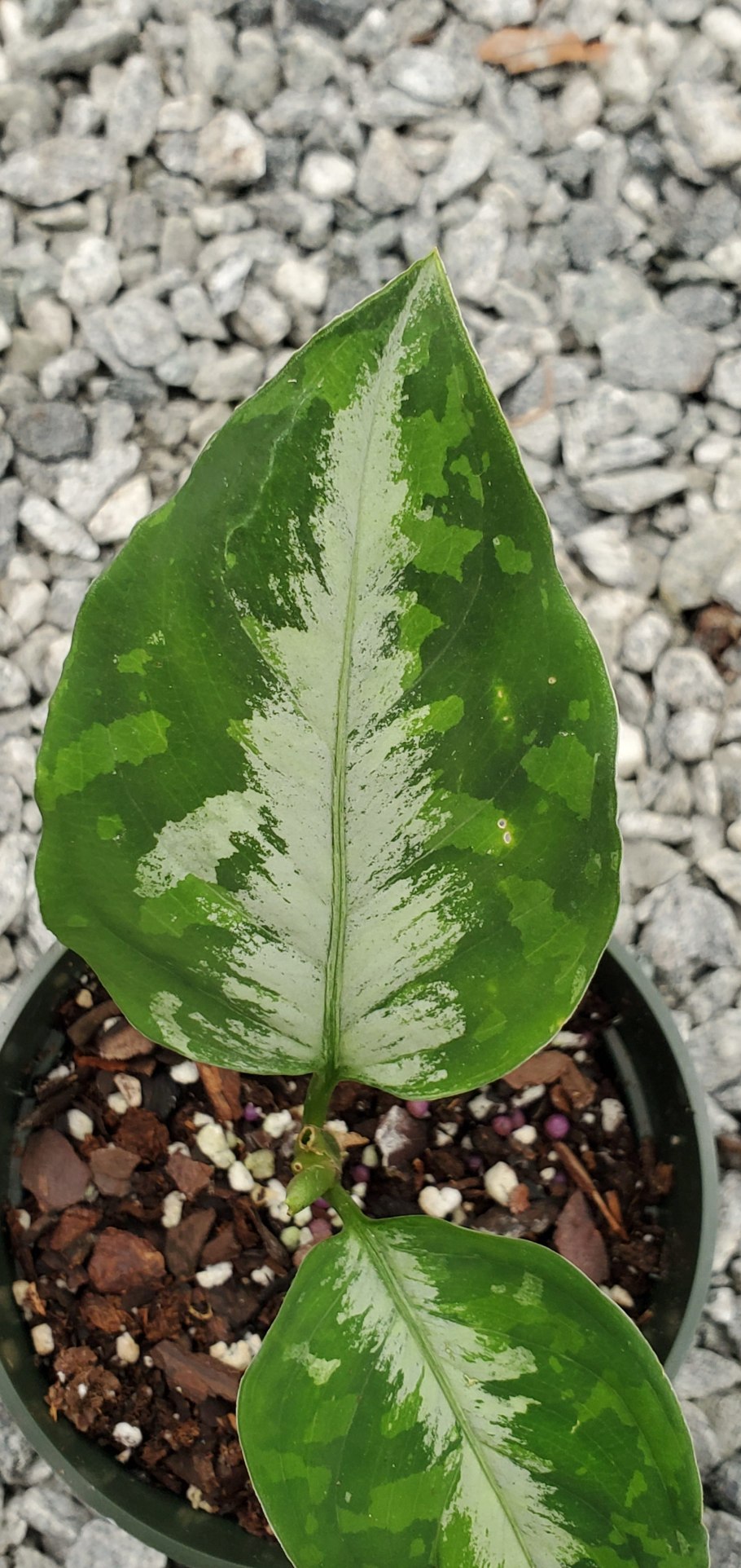 Аглаонема ред Грин