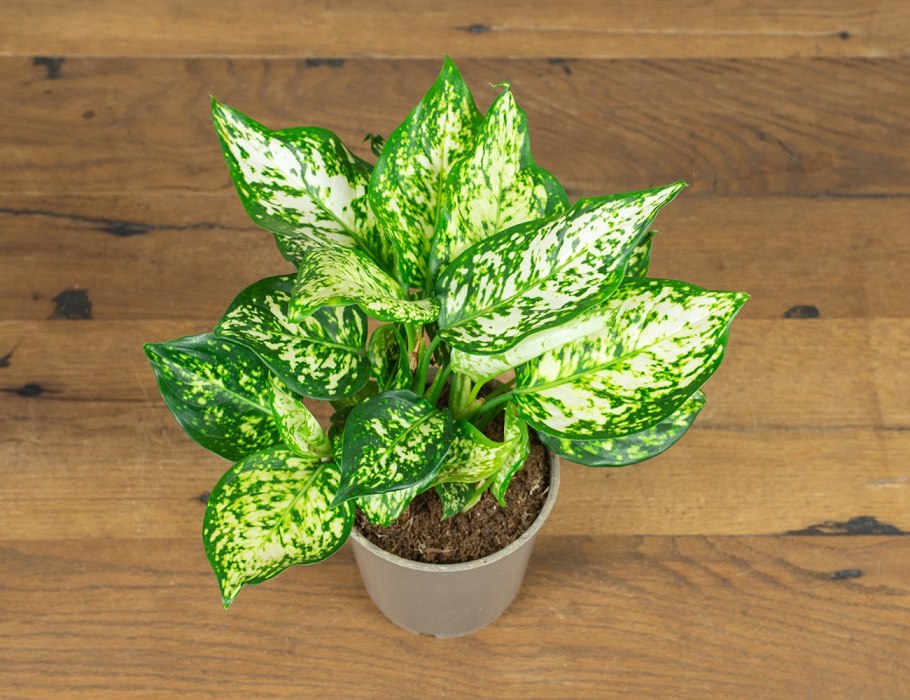 Аглаонема tongnoppakul