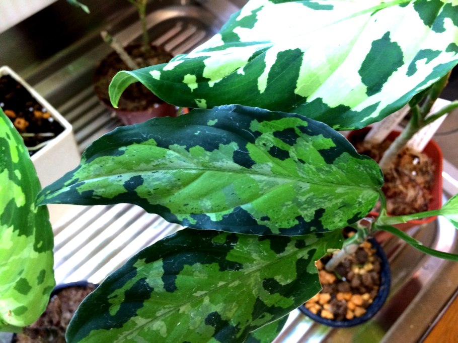 Аглаонема Тропик колор
