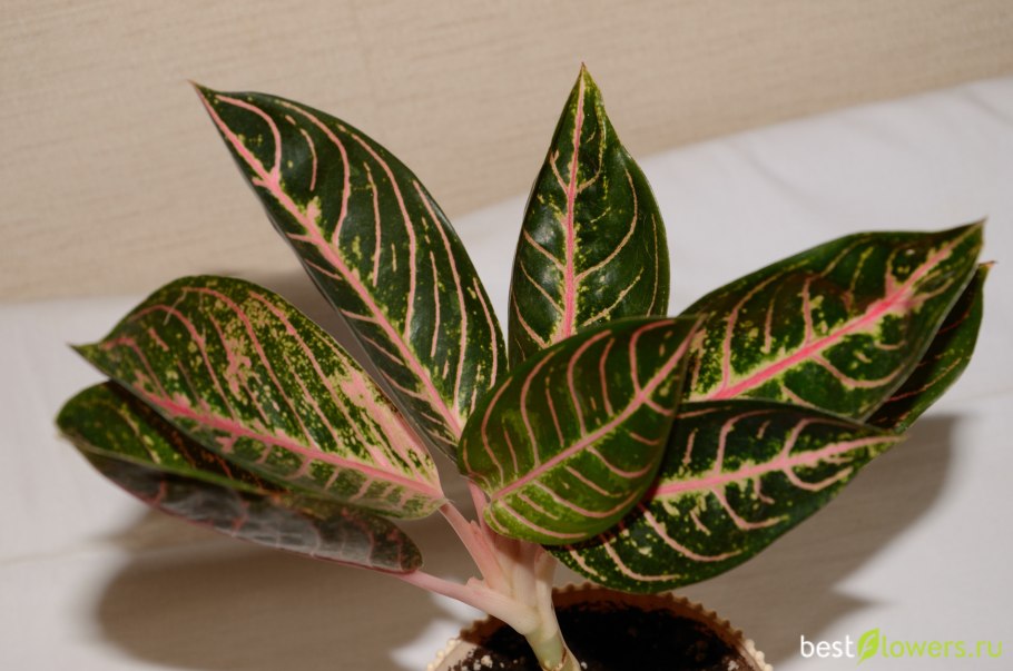 Аглаонема суматра