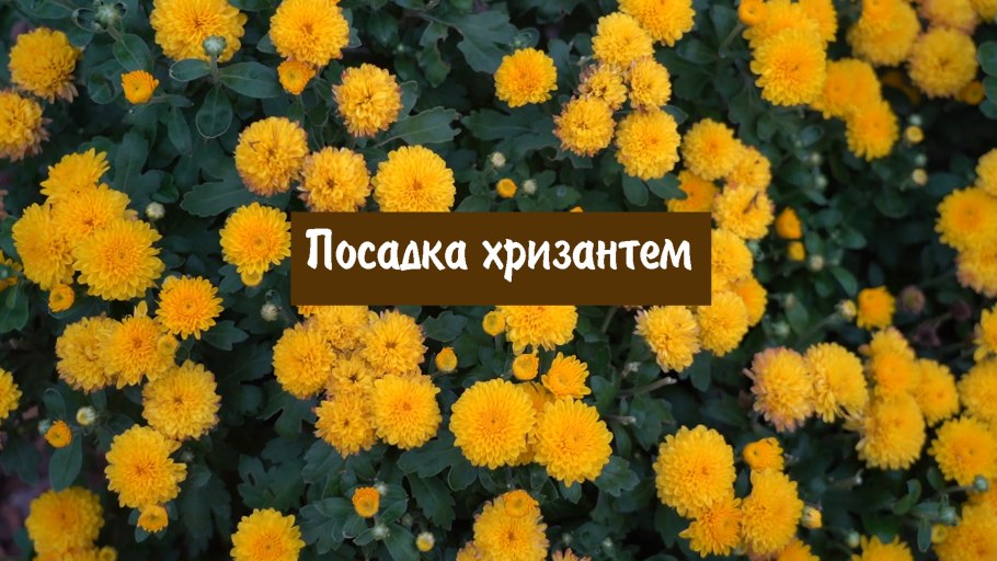 Хризантема Пилигрим