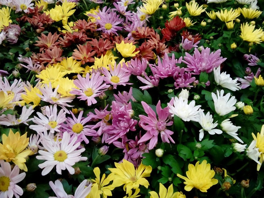Хризантема увенчанная Chrysanthemum coronarium l.