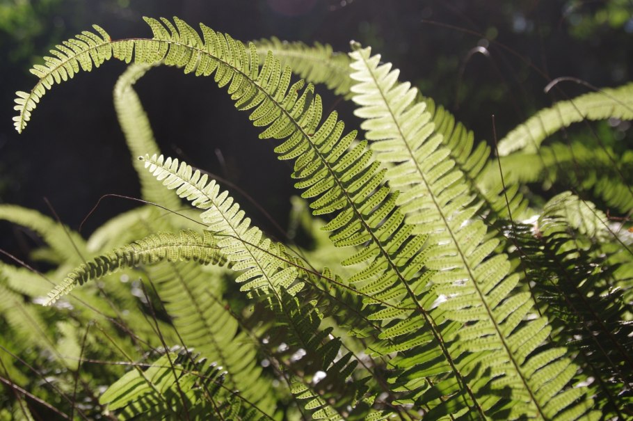 Папоротник Голден тигр