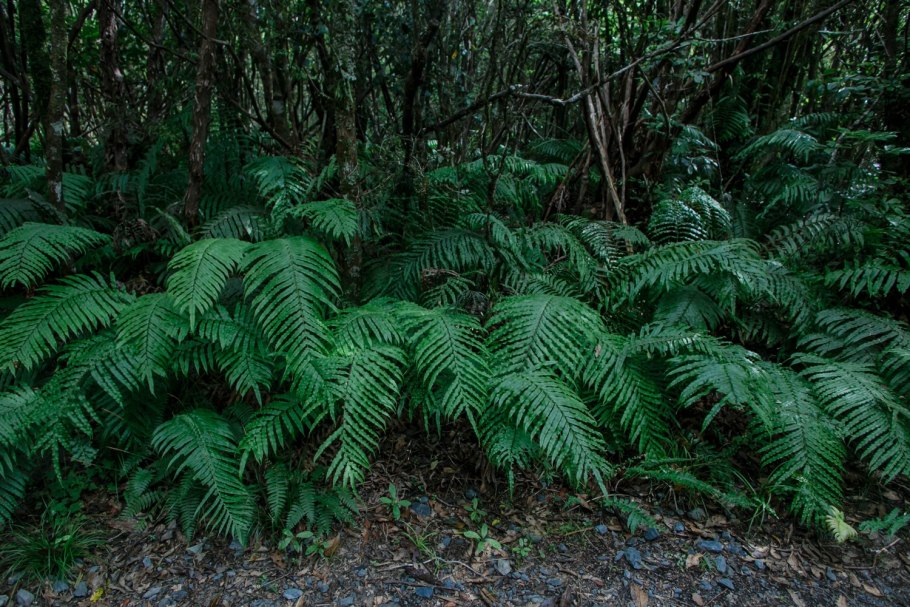 Древовидные папоротники Юрского периода