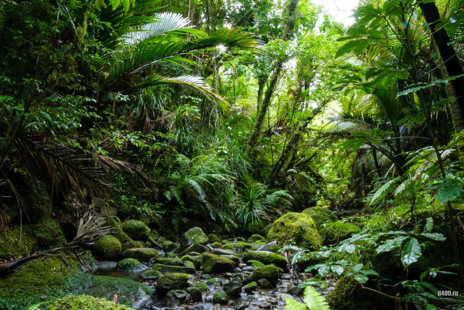 Тропические леса палеогена