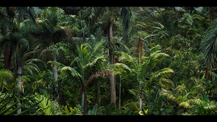 Тропические леса Юрского периода