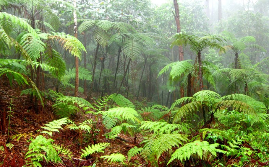 Эра папоротников