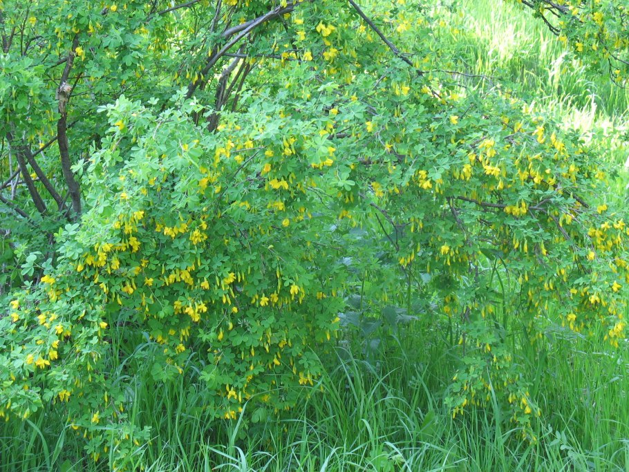 Карагана Акация древовидная Caragana arborescens