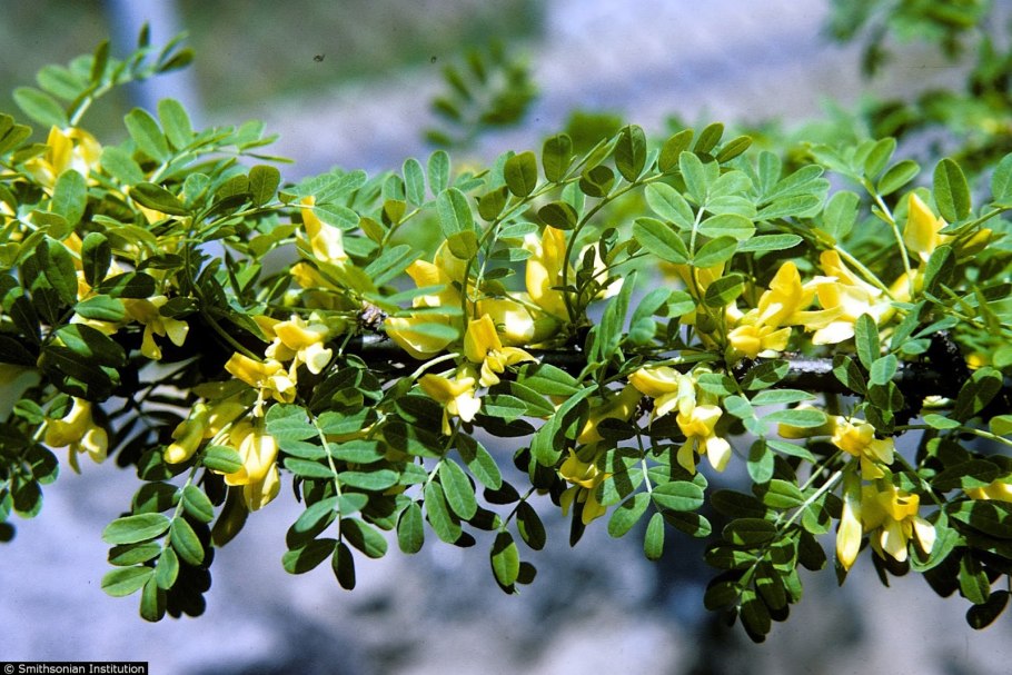 Карагана древовидная (Caragana arborescens)