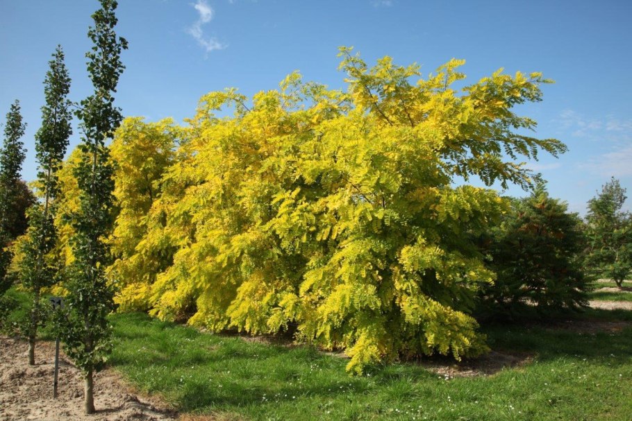 Акация желтая Caragana arborescens