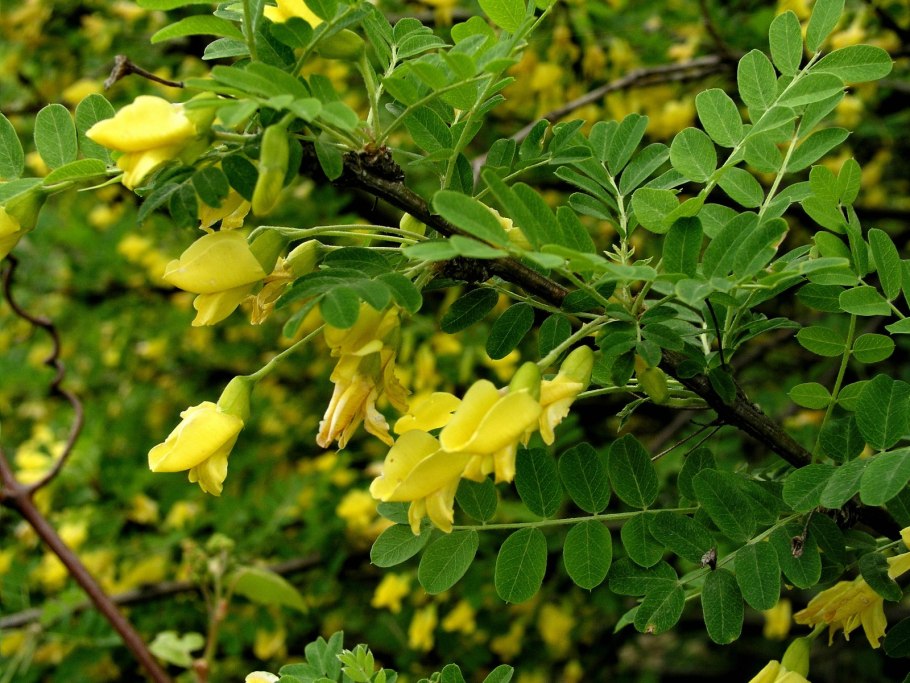 Карагана arborescens
