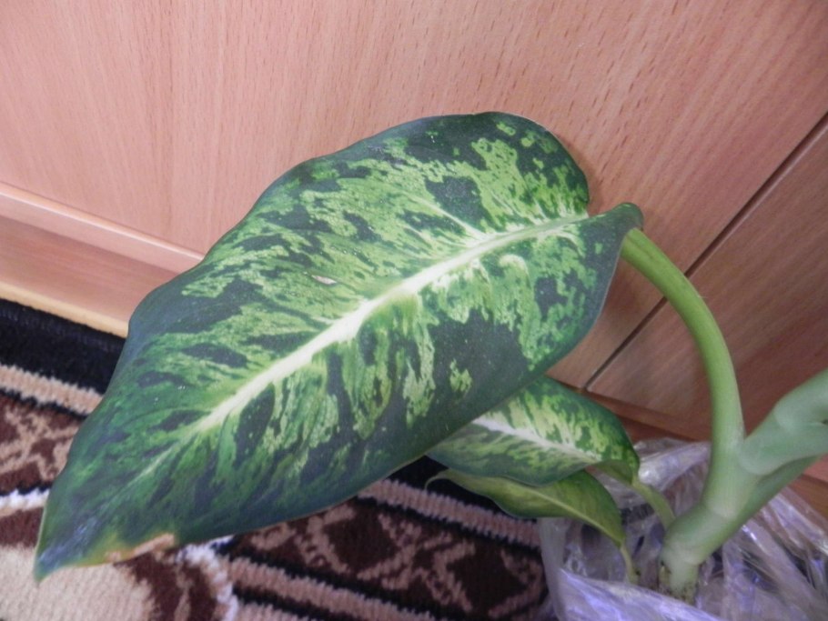 Диффенбахия Zebra variegated