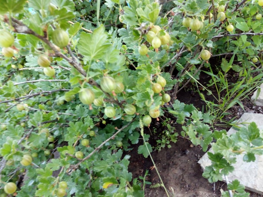 Крыжовник сорт Королевский