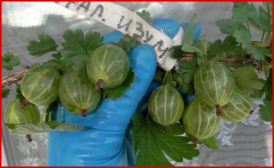 Крыжовник Уральский изумруд