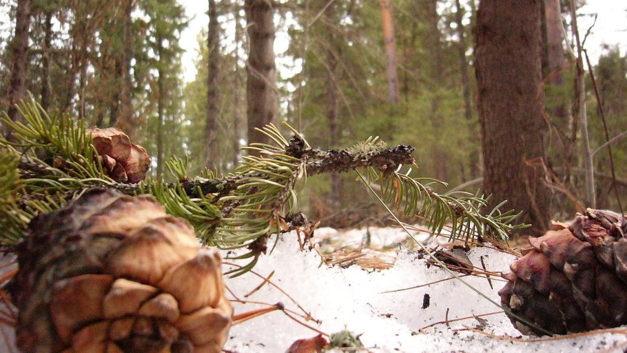 Кедр в тайге