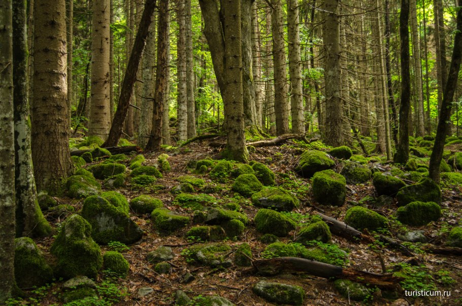 Пихтовые (пихтарники)