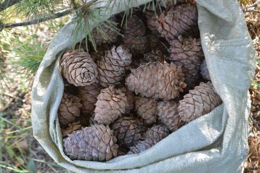 Мешок орехов кедра