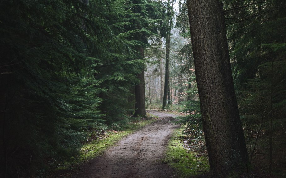 Хвойный лес тропинка США