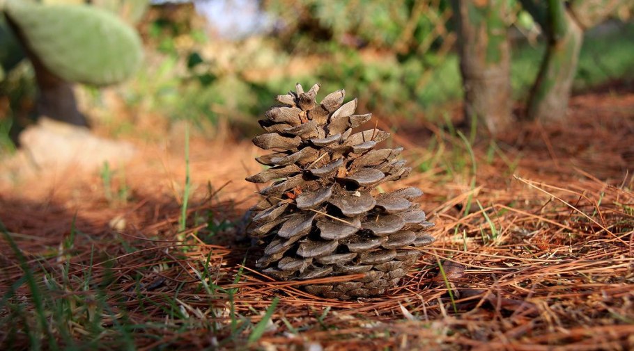 Тайга кедр шишка орех
