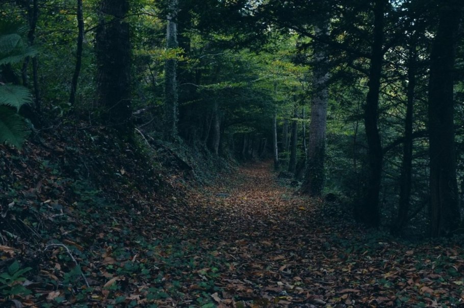 Лес Дримкор Эстетика