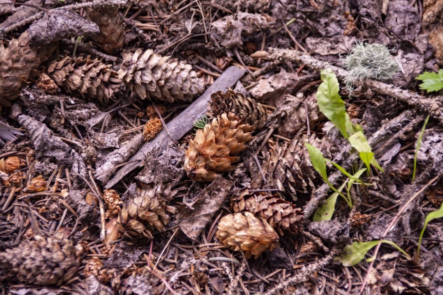 Лесной опад Лесная подстилка