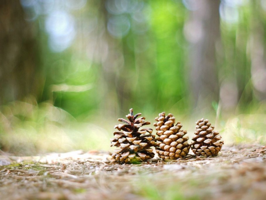 Лесные шишки