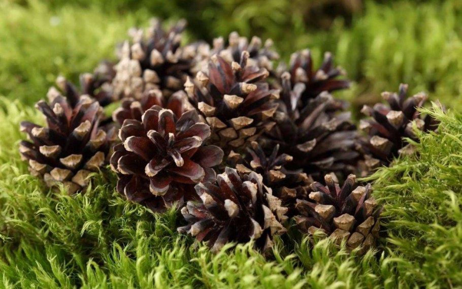 Еловые шишки брусника