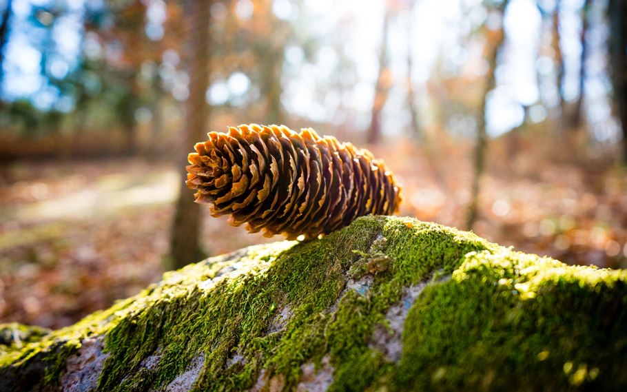 Шишки Южной сосны