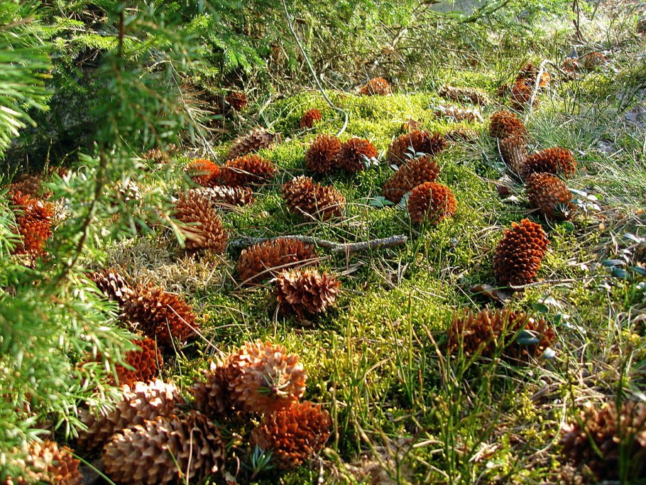 Лесные шишки