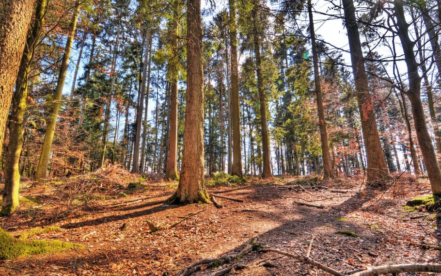 Лесная земля