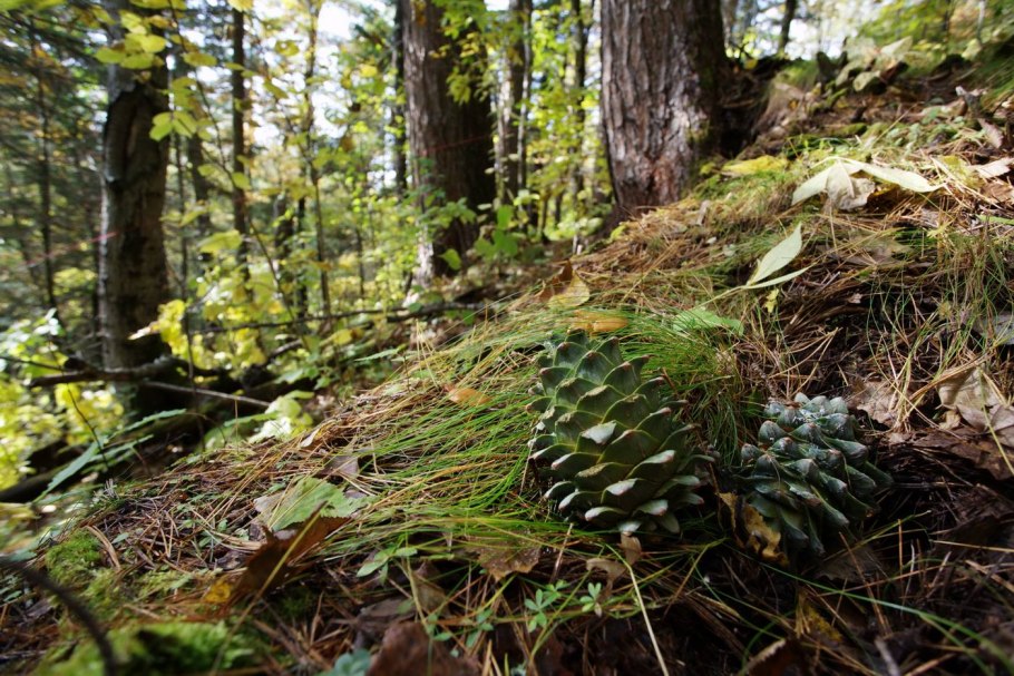 Сибирский Кедровый лес