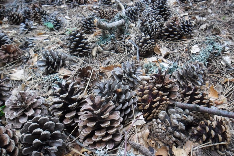 Завал сосновых шишек