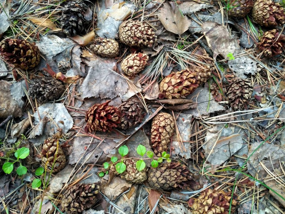 Шишки Лесные съедобные