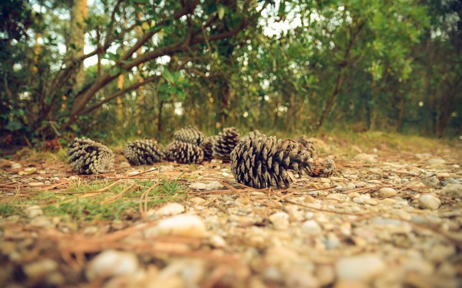 Сосновый лес с шишками на земле