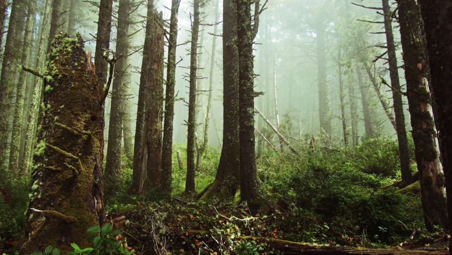 Темнохвойная Тайга климат