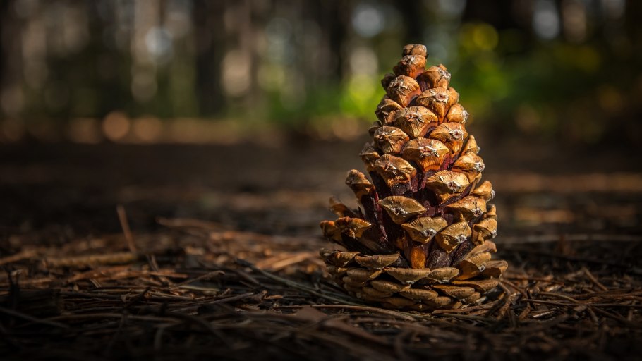 Кедровая шишка