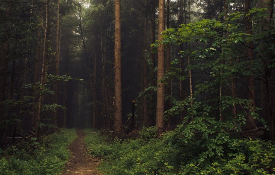 Сосновый лес Эстетика