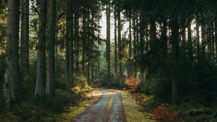 Кристофер Голден Лесная дорога