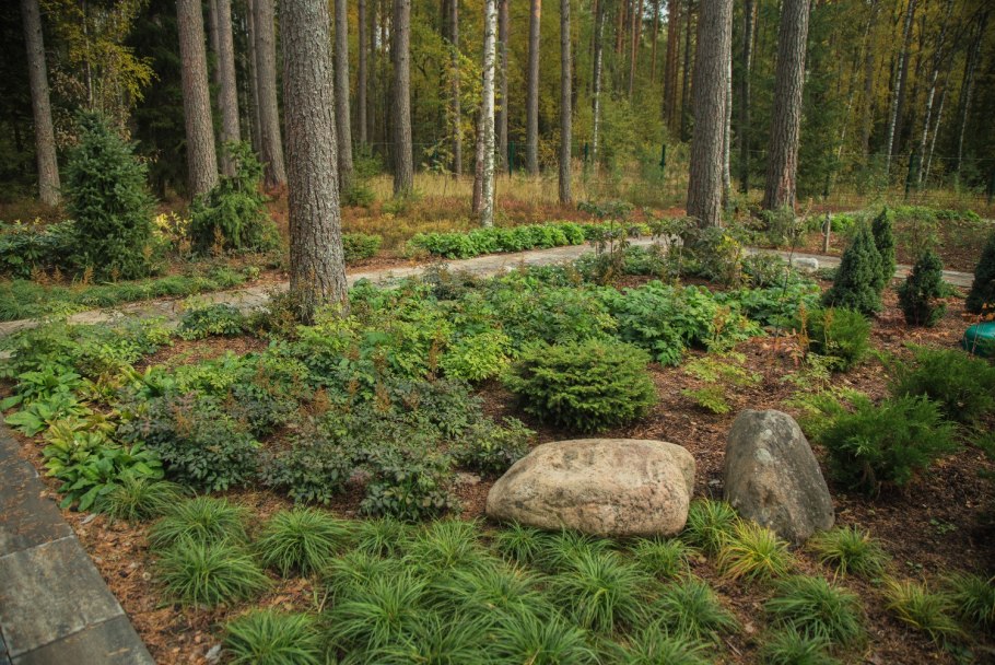 Ландшафт в Сосновом лесу