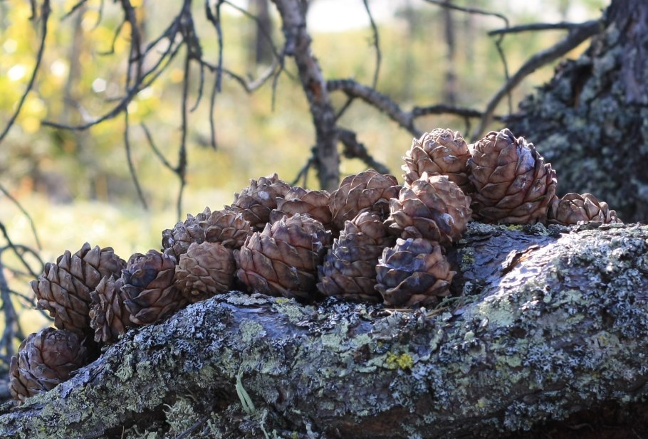 Кедровая шишка