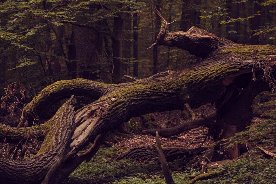 Поваленное дерево