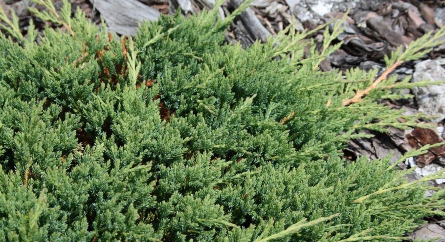 Можжевельник горизонтальный принц Уэльский