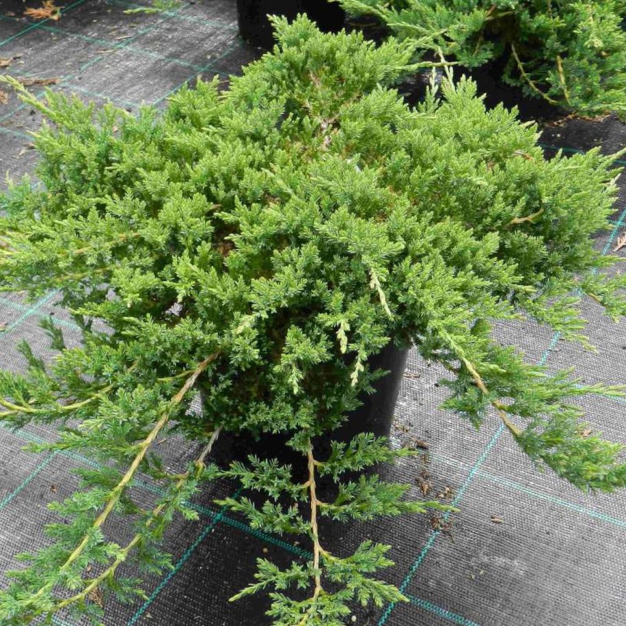 Можжевельник Prince of Wales