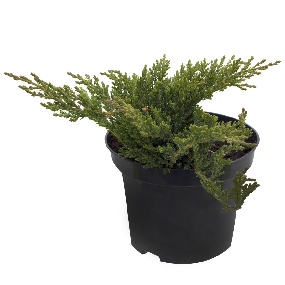 Можжевельник принц Уэльский саженцы