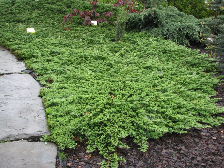Можжевельник горизонтальный Prince of Wales