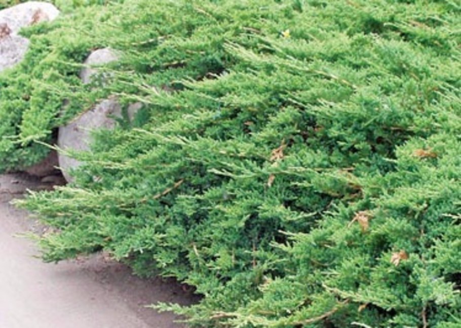 Juniperus horizontalis Prince of Wales