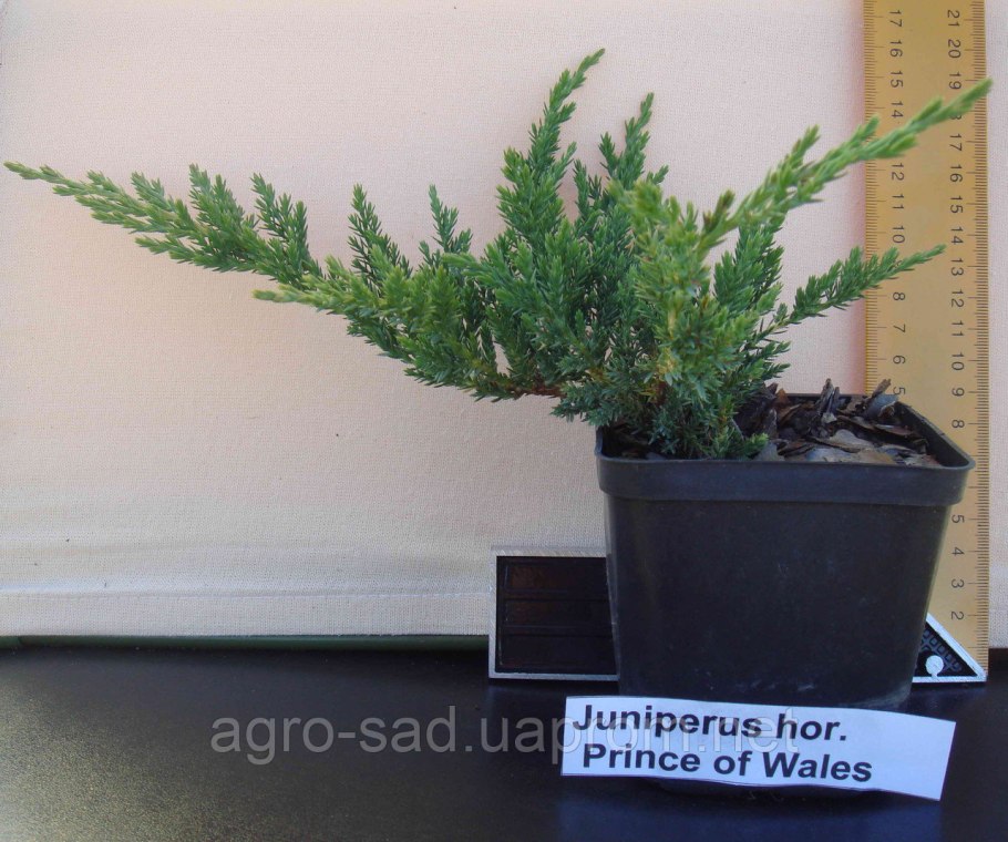 Можжевельник принц оф Валес