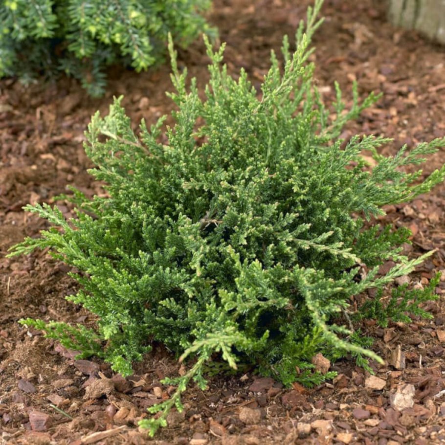 Juniperus horizontalis Prince of Wales