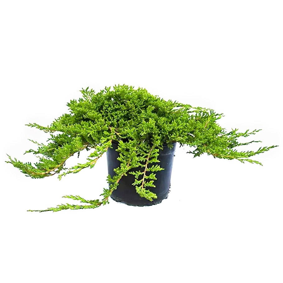 Можжевельник принц оф Валес